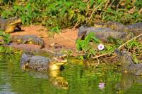 Group of Caimans