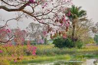 Landscape Pantanal