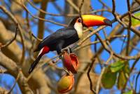 Toco Toucan