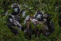 Mountain Gorilla Family