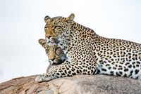 Leopard Family