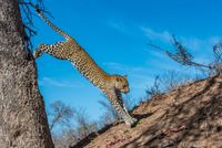 Leopard Jump