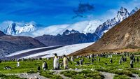 Fortuna Bay Glacier