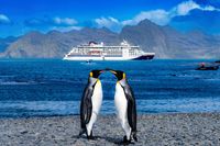 King Penguin Greeting in Front of Hanseatic Spirit