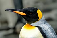 King Penguin Portrait