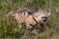 Aardwolf