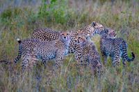 Cheetah Family