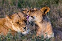 Lion Love