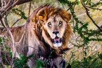 Lion Portrait