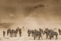 Zebra Stampede