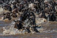 Mara River Crossing North Serengeti