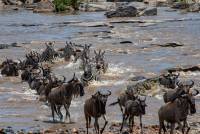 Mara River Crossing