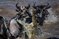 Wildebeest Croc Jump