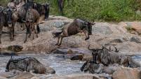 Wildebeest Jump