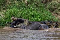 Wildebeest Kill