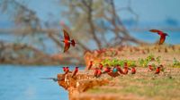 Carmine Bee Eaters