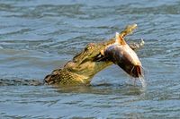 Croc feeding on a Catfish