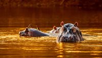 Hippo Pool at Sunset